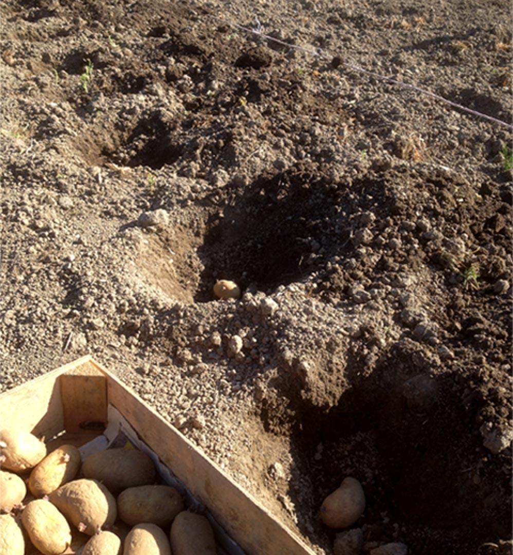 Planter la pomme de terre